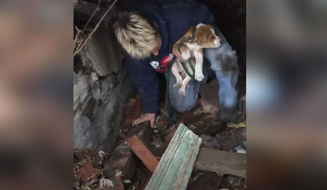 La mujer entró a una casa derrumba a salvarle la vida a los pequeños canes. Foto: El Dodo / Facebook