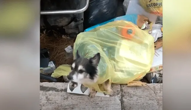 Desliza las imágenes para conocer la conmovedora historia de un perro abandonado en la basura. Foto: Caters Clips.