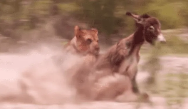 Los inocentes burros no tienen el instinto de huir de los feroces depredadores, por lo que sucumbieron ante ellos. Foto: captura.