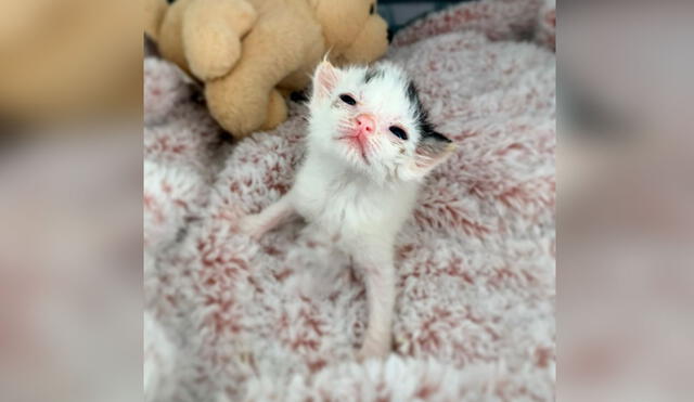 Desliza las imágenes para conocer la historia de una gatita que sobrevivió con la ayuda de una voluntaria de un albergue. Foto: Fostermotherofkittens/Facebook