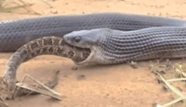 YouTube viral: serpiente 'canibal' devora a su compañera y video genera terror en usuarios