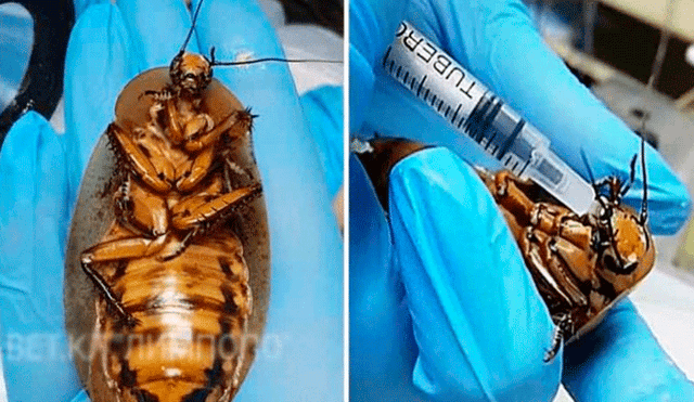 Cucaracha que padecía embarazo riesgoso fue salvada por veterinarios rusos [VIDEO]