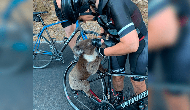 Video es viral en YouTube. Ciclista grabó la insólita escena de la que fue testigo cuando hacía un recorrido junto a sus amigos y se topó con un sediento koala