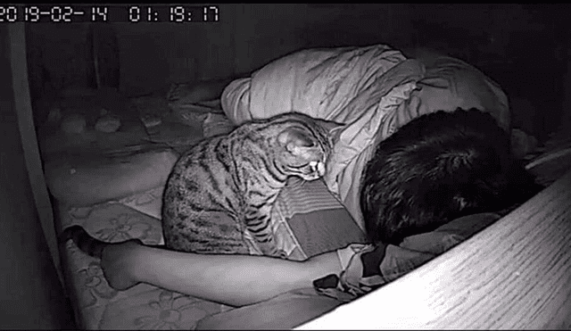 Facebook viral: gato es captado por cámara de seguridad ‘intentando matar’ a su dueño mientras duerme [FOTOS]