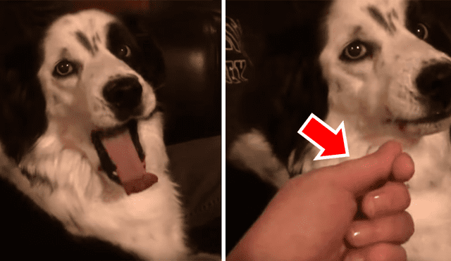 Facebook viral: dueña de perro engaña a su mascota y le hace creer que le arrancó la lengua [VIDEO]