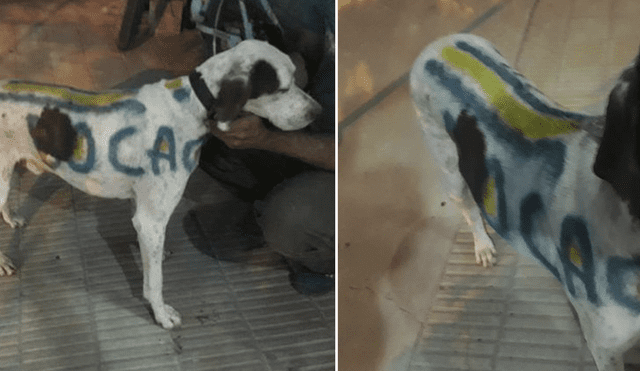 Maltrato animal: perro fue pintado con colores de Boca y está desaparecido