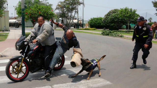 San Isidro: municipio entrenó a 18 perros para frustrar asaltos en motos lineales