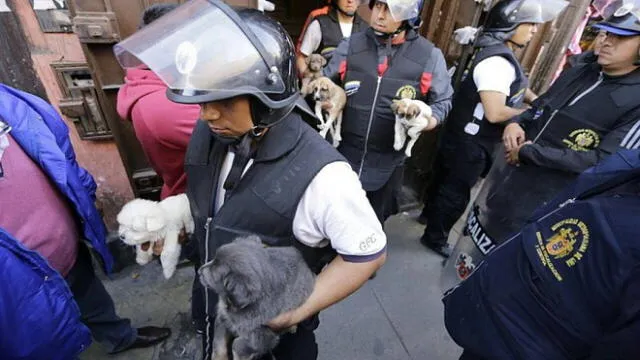 MML: rescatan perros y gatos que eran vendidos de manera ilegal en el Centro de Lima [FOTOS]