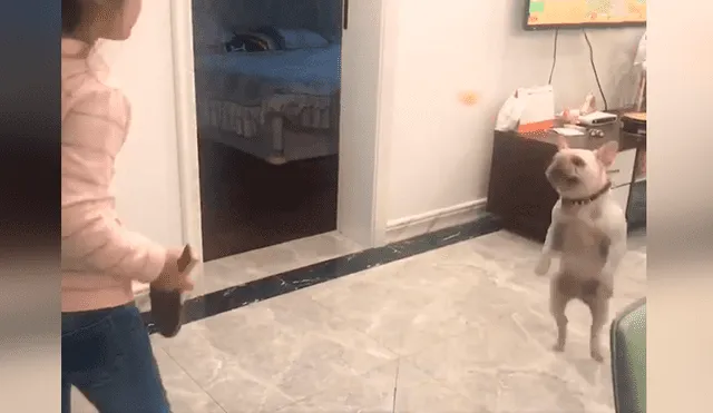 Desliza las imágenes para conocer el amoroso momento entre una niña junto a su adorable mascota. Foto: Captura.