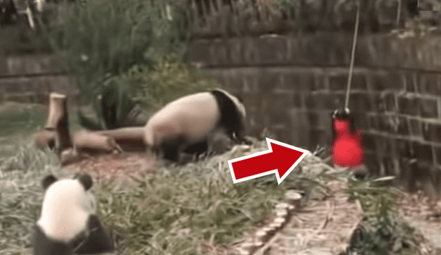 YouTube viral: niña cae a recinto de osos pandas y visitantes de zoológico quedan en shock [VIDEO]