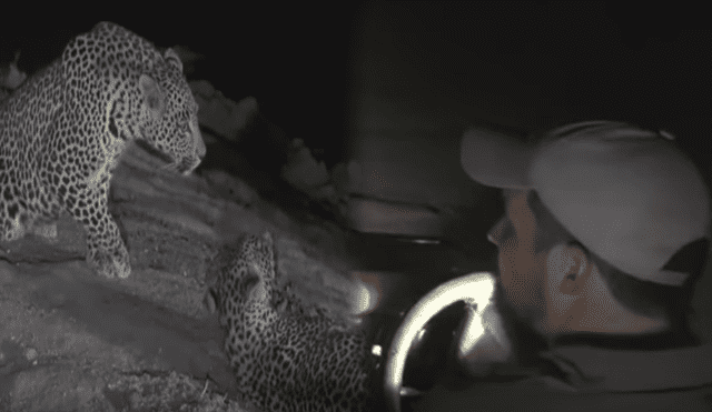 Desliza hacia la izquierda para ver el conmovedor reencuentro de leopardos que se hizo viral en YouTube.