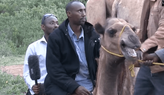 Facebook: curioso camello mandó al piso a reportero mientras conducía para TV [VIDEO]