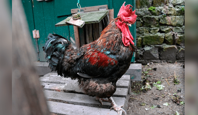 ¡Triste noticia! El popular gallo Maurice murió en mayo luego de ganar una demanda que le interpuso sus vecinos en Francia por “cantar muy temprano". Foto: AFP