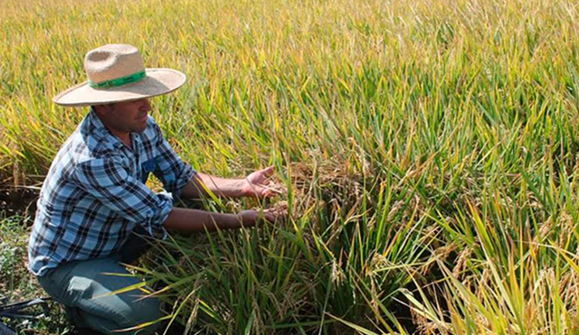 Lambayeque: productores de arroz pierden el 20% de inversión [VIDEO]
