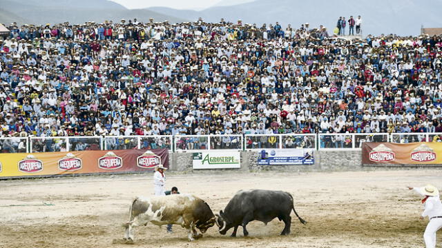 costumbre. En Arequipa, pelea de toros es una tradición que se preserva por años.