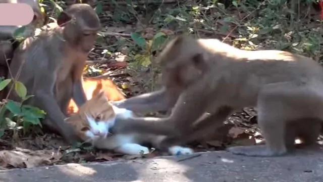 YouTube: gato utiliza curioso método para deshacerse de monos agresivos [VIDEO]