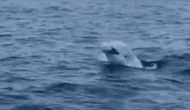 La amigable beluga recogía la pelota y volvía al barco para entregársela al hombre. Foto: captura.