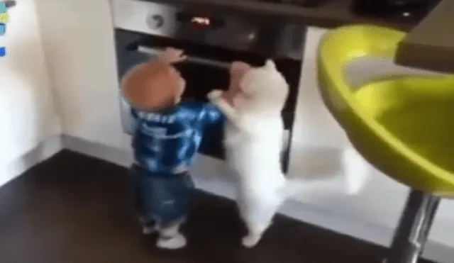 Facebook viral: preciso momento en que gato salva de morir a niño travieso que jugaba en cocina [VIDEO]