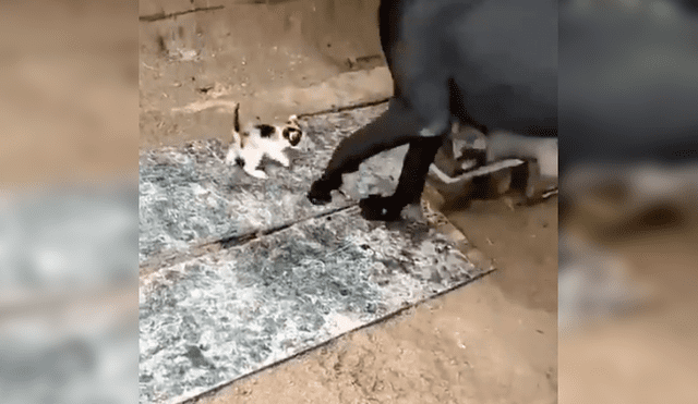 Video es viral en YouTube. El can se percató del indefenso animal y lo llevó hasta su refugio para alimentarlo junto a otro gato y su cachorro recién nacido