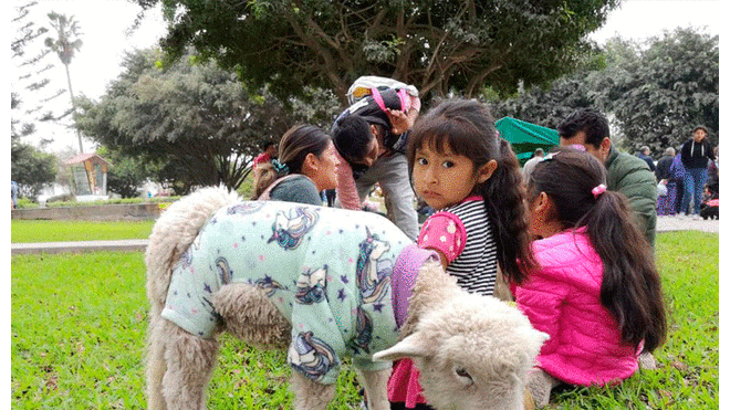 Oveja participa en concurso de mascotas por Halloween disfrazada de unicornio [FOTOS]