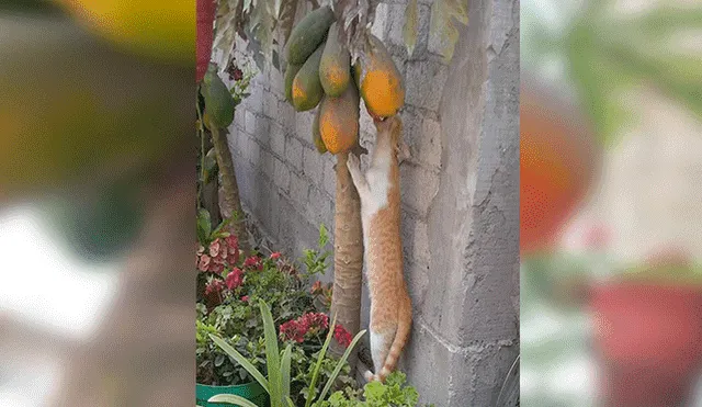 Facebook viral: mujer se sorprende al conocer identidad de aquel que devoraba sus papayas [FOTOS]