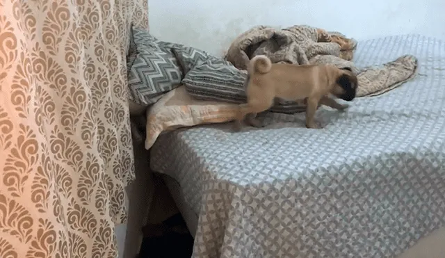 Facebook viral: perro sorprende a su dueña con impresionante truco para dormir en la cama de ella [VIDEO]