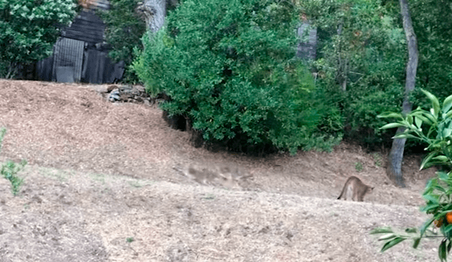 Perros salvajes intimidan a hambriento puma y este tiene violenta reacción [VIDEO] 
