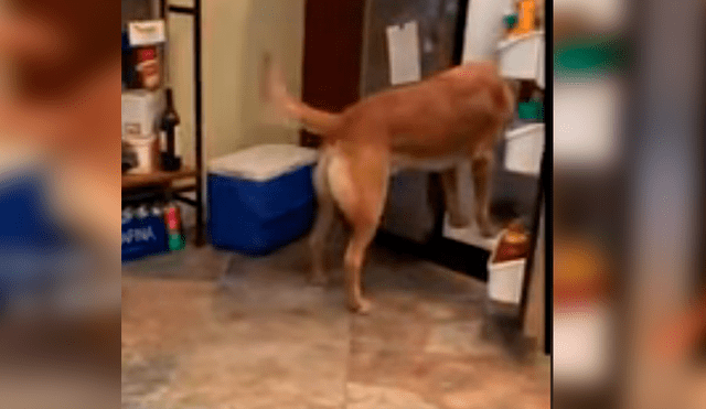El can ha causado sensación en Facebook luego de que su dueño compartiera su increíble hazaña
