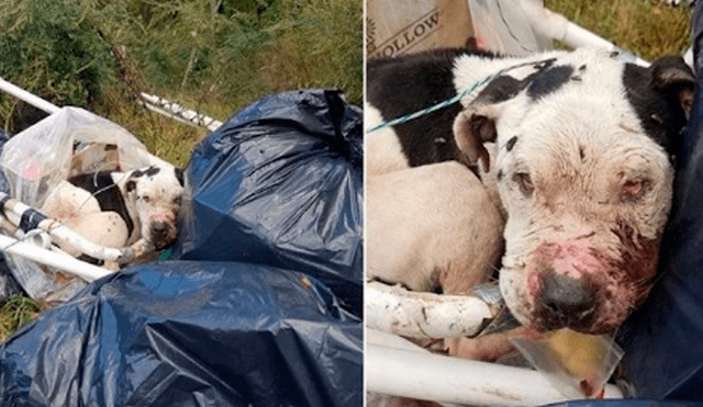 Facebook: perro fue maltratado y abandonado en una bolsa de basura, se recuperó y ahora luce así