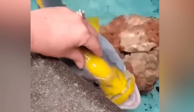 YouTube viral: hombre acaricia a extraño pez y este enternece al comportarse como una ‘mascota’