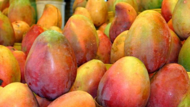 Unión Europea impone restricciones a importación de mangos peruanos
