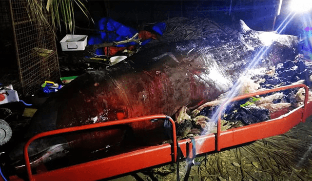 Ballena muere por tener 40 kilos de plástico en el estómago [FOTOS]