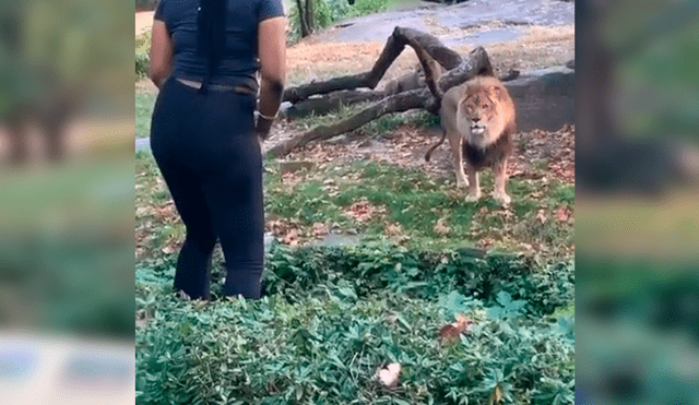 En Facebook, una mujer visitó un zoológico y tuvo una acción imprudente al ingresar a un santuario de leones.