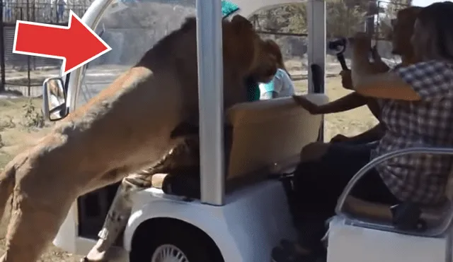 YouTube viral: turistas realizan safari y enorme león les da una curiosa bienvenida en recinto [VIDEO]