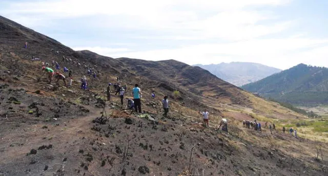 Campaña de reforestación en zonas afectadas por incendio. Municipalidad de Cusco