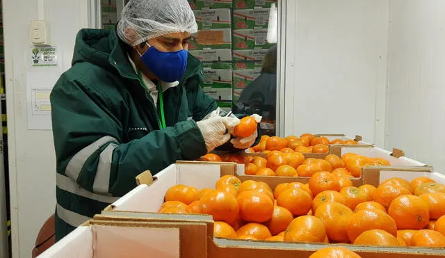Exportación de mandarina. Foto: Senasa