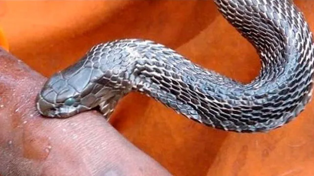 Parvat quería atrapar a la serpiente pero ambos terminaron atacándose. Foto referencial.