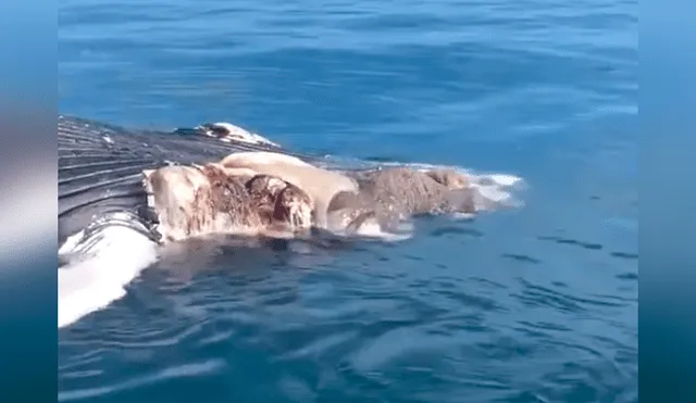 Intenta retirar a ballena muerta del mar y es atacado por hambrientos tiburones [VIDEO] 