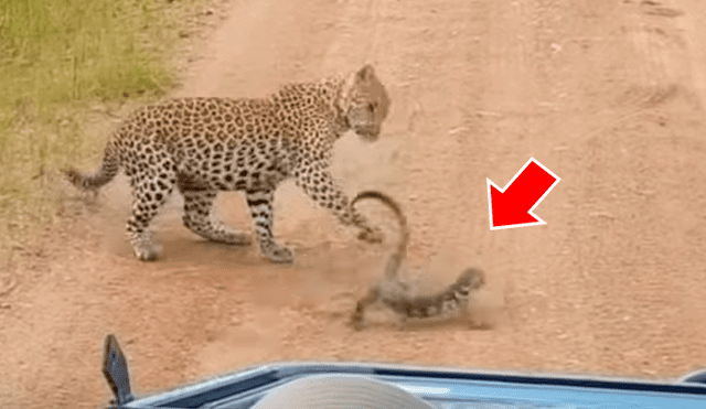 Captan a lagartija peleando con leopardo hambriento para no ser devorada y ocurre lo impensado [VIDEO] 