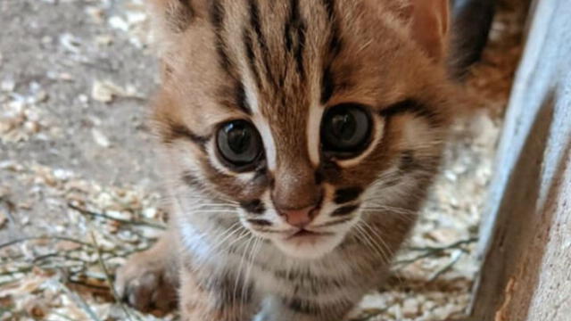 Los mininos son crías de dos de los 40 gatos herrumbrosos en cautiverio en el mundo. Fuente: Porfell Wildlife Park and Sanctuary.