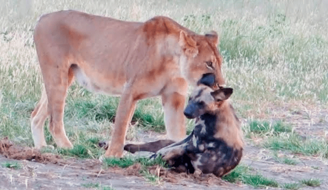 YouTube viral: Astuta hiena finge estar muerta para evitar que hambriento león la asesine [VIDEO]