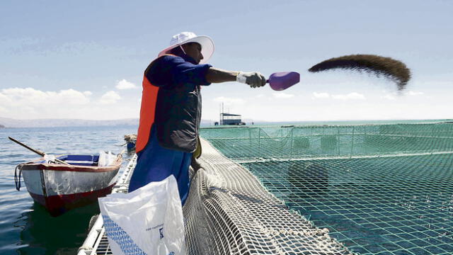 potencial. Puno tiene el privilegio de producir el 80% de las truchas, la mayoría va a la exportación.