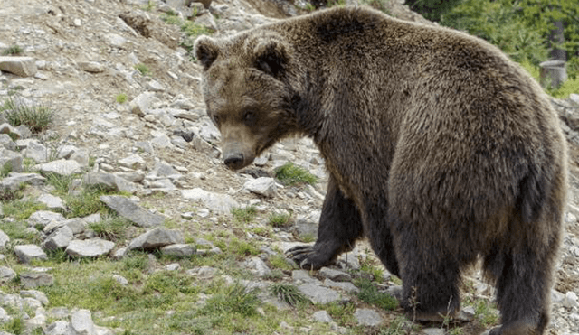 El oso que atacó a la mujer ha huido y la vigilancia local continúa. Foto: referencial.
