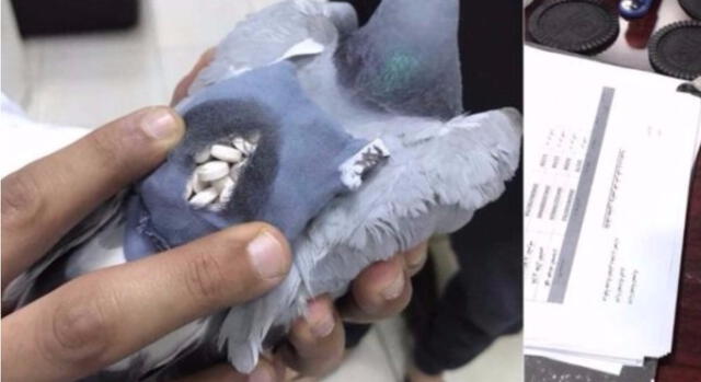 Kuwait: capturan a paloma 'mensajera' que llevaba cargamento de droga