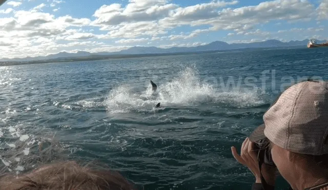 Un grupo de investigadores grabaron el momento en que una foca lucha por su vida tras el ataque de un feroz tiburón.
