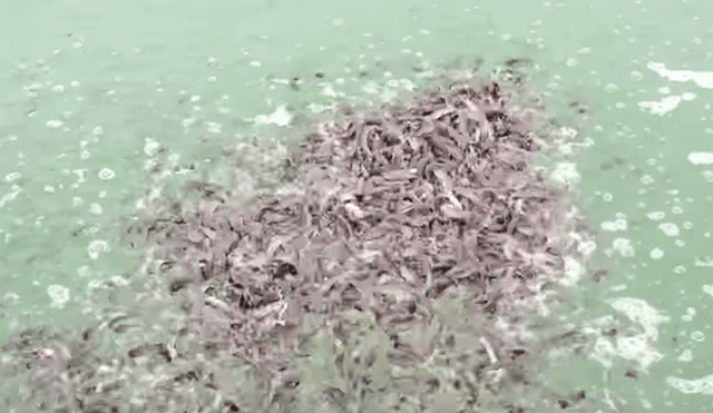 YouTube viral: arroja maíz a lago y cientos de misteriosas criaturas emergen para devorar el alimento