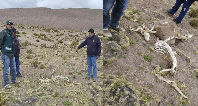 Encuentran cadáveres de vicuñas que serían víctimas de cazadores furtivos.