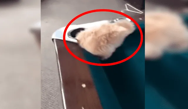 Facebook viral: perro no toleró que su dueño juegue al billar, decide interrumpirlo y sufre accidente [VIDEO]