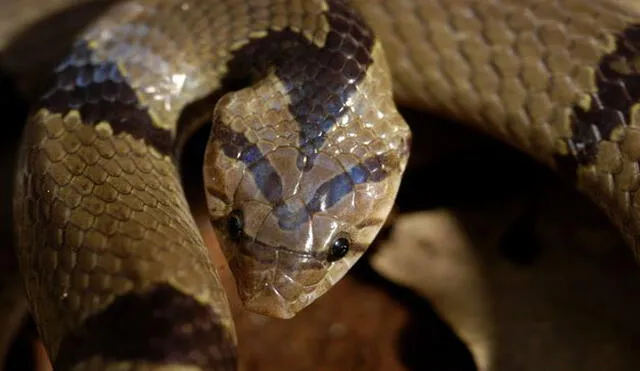 La serpiente kukri comparte características para la caza con las nutrias | Foto: Saleem Hameed / internet