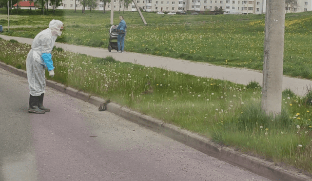 En YouTube se hizo viral el tierno momento en que un trabajador médico ayuda a cruzar la pista a unos patos.